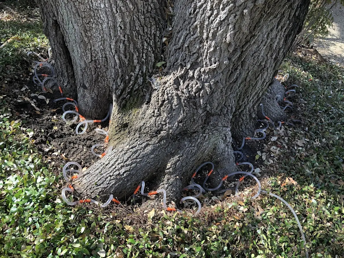 Detailed Tree Cabling and Bracing job site in Clyde